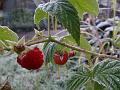 2012-1106-0750_Raspberries_0.5C